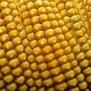 Corn on the Cob Pattern - 3D Sublimation 20 oz Skinny Straight Tumbler Wrap - 300 DPI PNG Commercial Use - Corn Kernel Pattern - Vegetable