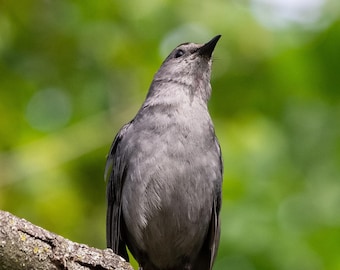 Gray Catbird Portrait Digital Print, gray catbird, bird photo, bird portrait, phone wallpaper, phone background,