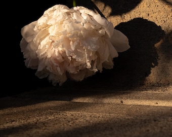 Golden Hour Peony - Digital Print, Desktop Wallpaper