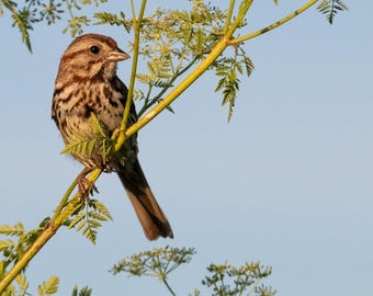 Golden Hour Song Sparrow - Digital Bird Picture, Desktop Background