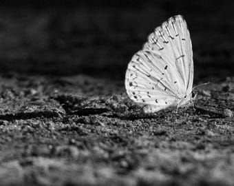 Summer Azure - Digital Butterfly Print,  Desktop Wallpaper, Black and White Photo