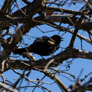 May include: A black bird with a bright orange band on its wings perched on a bare tree branch against a blue sky.