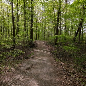 Könnte beinhalten: Ein schmaler, unbefestigter Weg schlängelt sich durch einen üppigen, grünen Wald mit hohen Bäumen und durchscheinendem Sonnenlicht.
