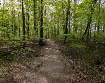 Spring Forest Footpath Digital Print - Desktop Wallpaper, Digital Wallpaper, Forest Background, Digital Wall Art
