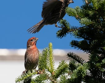 Two House Finches - Digital Bird Print, Square Ratio