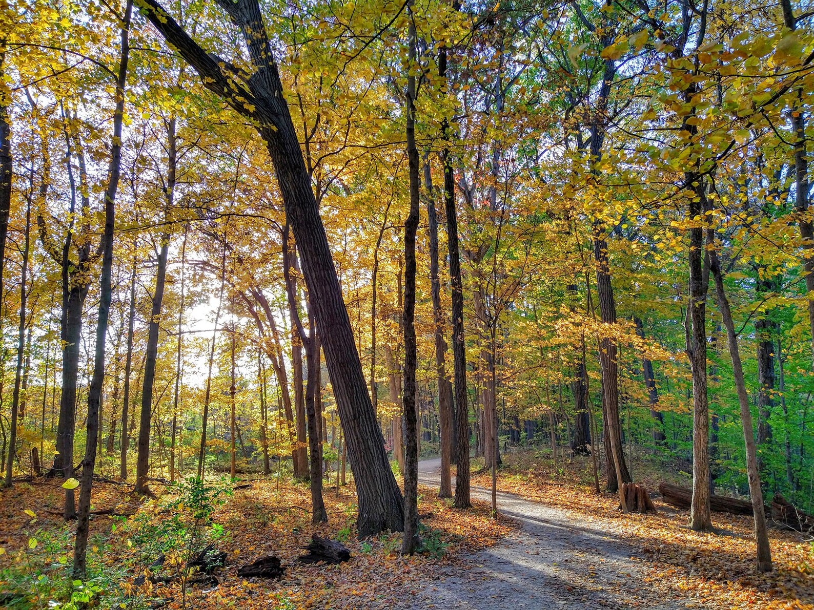 Autumn Forest Footpath Digital Print - Desktop Wallpaper, Digital Wall ...