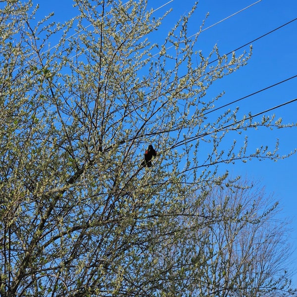 Singing Male Red-Winged Blackbird on Flowering Branch, Digital Download, Spring, Digital Photography, Wildlife, Bird, Red-winged Blackbird