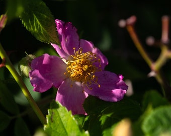 Pink Wild Rose - Digital Flower Print, Desktop Background, Wild Rose Photo