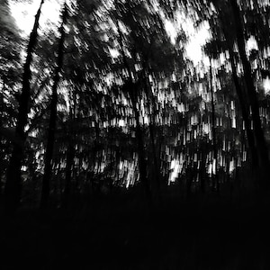 May include: A black and white photograph of a forest with trees blurred in motion. The image is taken from a low angle, looking up at the trees.