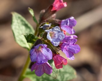 Multicolored Lungwort Flowers - Digital Flower Print, Lungwort Flowers