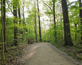 Sendero tranquilo y soleado en el bosque: impresión digital, fondo de escritorio, imagen de primavera