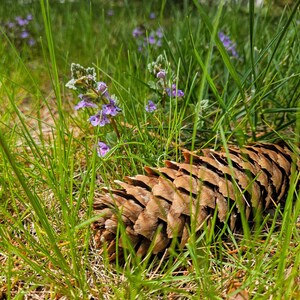 Pode incluir: Uma pinha marrom deitada em um leito de grama verde com flores silvestres roxas.
