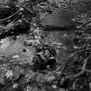 Puede incluir: Fotografía en blanco y negro de un arroyo que fluye a través de un bosque. Hojas caídas y ramas rodean el agua, creando una escena natural y serena. La superficie del agua refleja el follaje y el cielo circundantes.