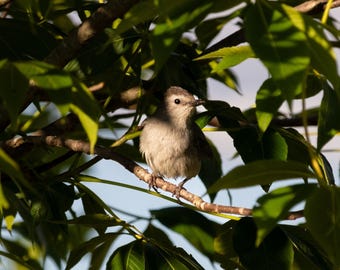 Summer Evening Catbird - Digital Bird Print, Gray Catbird Photo, Catbird Picture