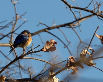 Morning Bluebird - Digital Bird Photo, Bluebird Picture, Desktop Background