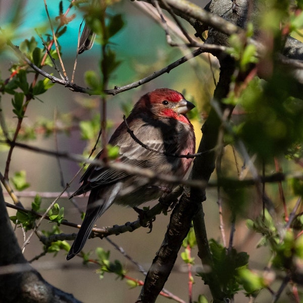 Smiling Male House Finch on Spring Tree, digital download, house finch, digital photography, spring, bird photo, wildlife photography