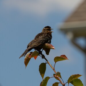 May include: A small brown and black bird perched on a branch with green and red leaves against a blue sky.
