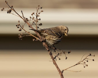 Smiling Female House Finch - Digital Art Print, Cute Bird Photo