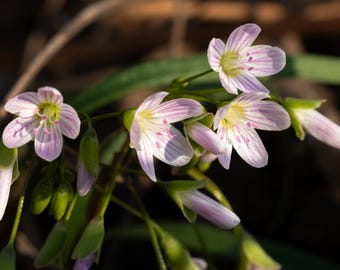 Spring Beauties - Digital Flower Photo, Flower Picture, Spring Beauty Flowers