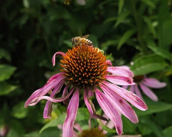 Bee and Coneflower Digital Print - Digital Wall Art, Phone Wallpaper, Flower Photo