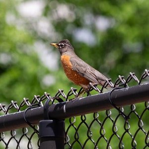 May include: A robin perched on a black metal fence with a chain link background. The robin has a gray head, a brown back, an orange breast, and a yellow beak.