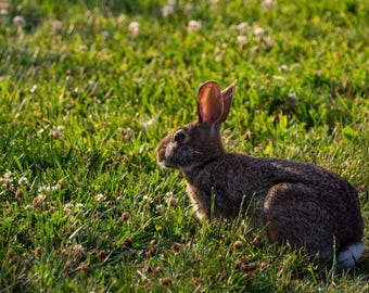 Bunny and Clover Flowers - Digital Bunny Photo, Bunny and Flowers, Bunny Picture, Desktop Background