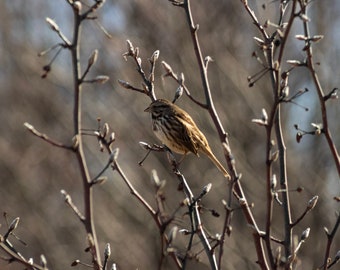 Sam the Song Sparrow Portrait - Digital Bird Print, Song Sparrow Picture