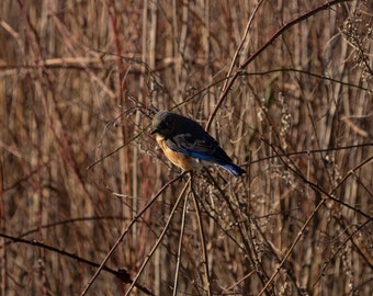 Morning Male Bluebird - Digital Bird Print, Bluebird Photo, Desktop Wallpaper