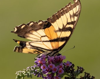 Bright Tiger Swallowtail - Digital Butterfly Photo, Square Ratio