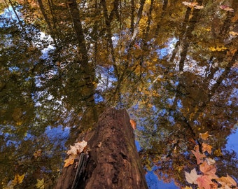 Autumn Trees and Creek  Digital Print - Digital Wall Art, Desktop Wallpaper, Autumn Background, Fall Picture