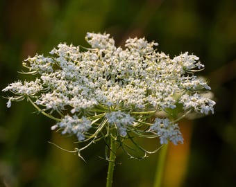 Morning Queen Anne's Lace - Digital Flower Print, White Flower Photo, Desktop Background, Morning Flower