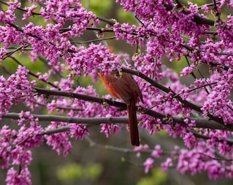 Cardinal and Redbuds - Digital Bird Picture, Cardinal Photo, Desktop Background