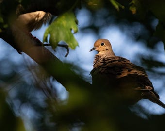 Mourning Dove Portrait - Digital Bird Print, Desktop Background
