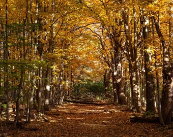 Sunlit Autumn Tree Corridor - Phone Wallpaper, Digital Autumn Photo, Fall Tree Photo