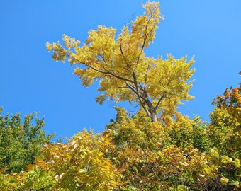 Golden Autumn Tree Digital Print, desktop background, autumn, fall, digital photo, smartphone photo, autumn photo