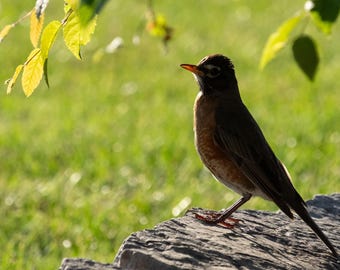 Sunny American Robin Digital Print, robin picture, robin photo, desktop background, desktop wallpaper