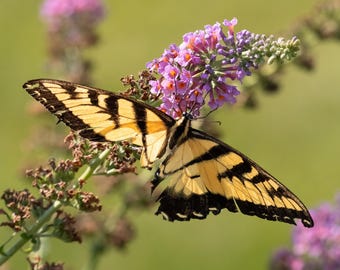 Tiger Swallowtail Wings - Digital Butterfly Photo, 4x5 Ratio