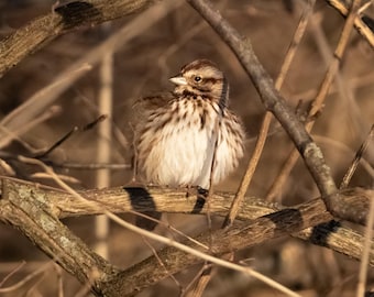 Fluffy Song Sparrow - Digital Bird Print, Square Photo
