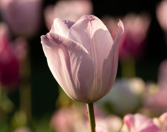 Sunlit Pink Tulip - Digital Flower Print, Tulip Photo