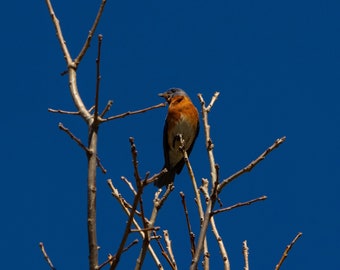 Smiling Male Eastern Bluebird, digital download, bluebird, bird photo, digital photography, wildlife, bluebird photo, desktop background