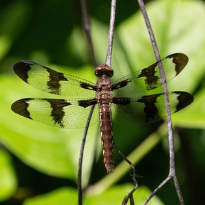 Puede incluir: Una libélula con marcas negras y blancas en sus alas está posada en una rama delgada. El cuerpo de la libélula es marrón y sus alas son translúcidas.