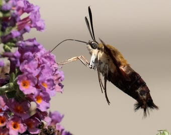 Hummingbird Moth - Digital Moth Photo, Square Ratio