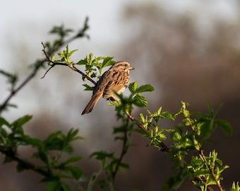 Sam the Song Sparrow Spring Portrait - Digital Bird Picture, Song Sparrow Photo