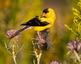 Bold Goldfinch on Thistle Flower - Digital Photo, Goldfinch Picture