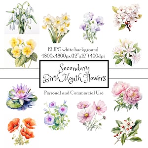 Kwiaty narodzin Drugorzędne 12 JPG Akwarela Clipart Natychmiastowe pobranie | Karty Junk Journal Collage Scrapbooking Fussy Cut | Wykorzystanie komercyjne