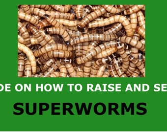 Superworm Raising Guide Digital Download, Worm Farming How-To, Insect Breeding Tips, English Language, Instant Access