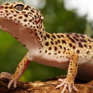 Gecko Breeding Guide Book, Detailed Instructions, Easy to Follow, Comprehensive Care Instant Download