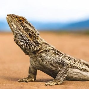 Breeding Bearded Dragons Guide Book, Detailed Instructions, Easy to Follow, Comprehensive Care Instant Download