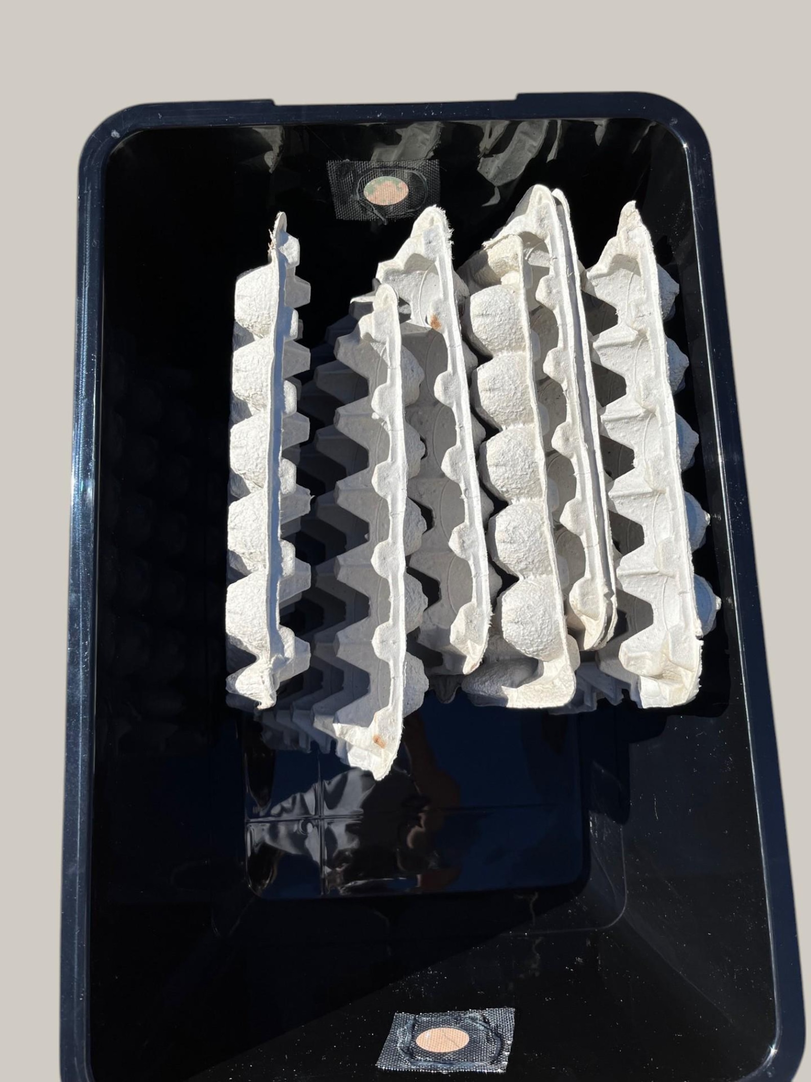 Breeding Dubia Roaches With A Breeding Box Reference: Jumbo Dubia Roach Breeder Box Commercial Grade Breeding Container
