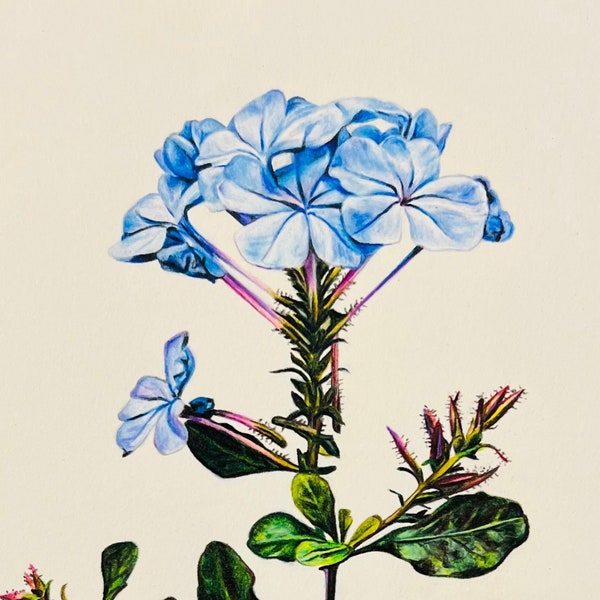 Plumbago Drawing